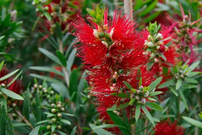 callistemon-macarthur-3