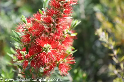 callistemon-macarthur-4