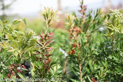 callistemon-macarthur-5