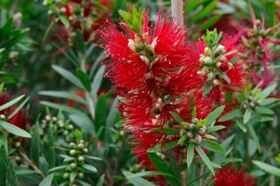 callistemon-mary-mackillop-