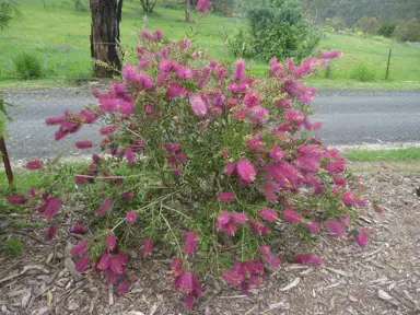 Callistemon 'Mauve Mist' small shrub.