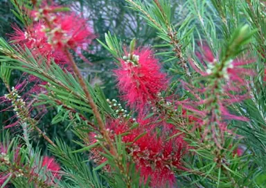 Callistemon Packers Selection plant with red flowers.