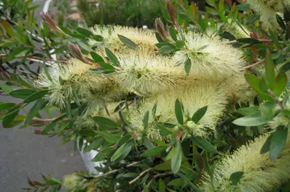 callistemon-pallidus--1