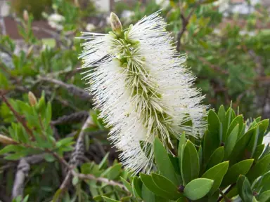 callistemon-pallidus-