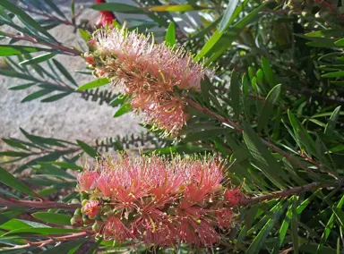 Callistemon Pink Champagne shrub with showy, orange-pink flowers.