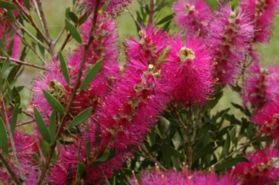 callistemon-purple-splendens-