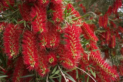 Callistemon 'Red Willow' red flowers.