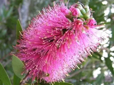 callistemon-reeves-pink-