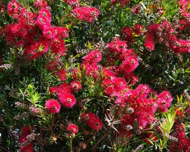 callistemon-rose-opal-