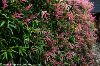 Callistemon salignus 'Great Balls Of Fire' hedge with pink and green foliage.