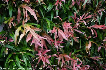 Callistemon salignus 'Great Balls Of Fire' pink and green foliage.