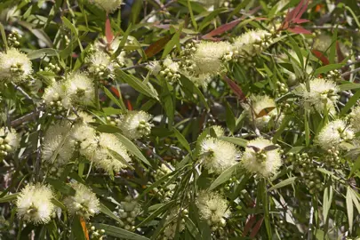 callistemon-salignus-