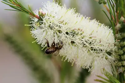 callistemon-salignus-1