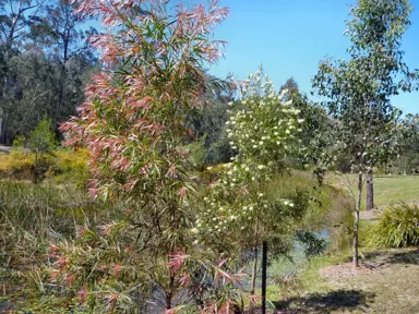 callistemon-salignus-2