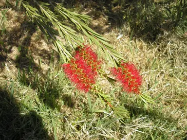 callistemon-summer-days--1