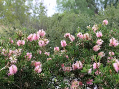 callistemon-sweet-burst-