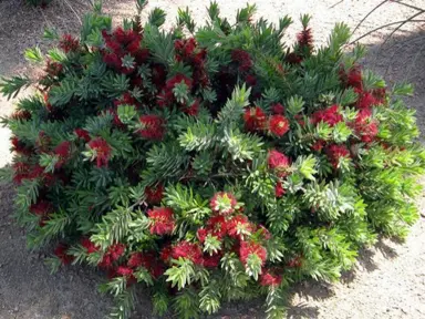 Callistemon Wee Johnnie plant with red flowers.