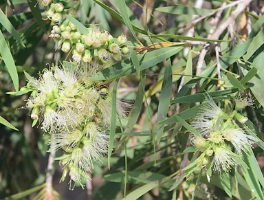 callistemon-wilderness-white--1