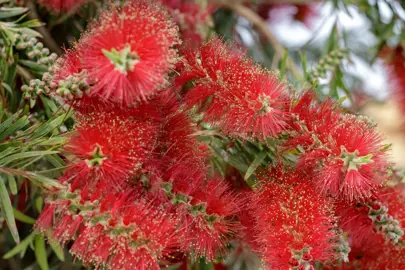 callistemon-wildfire-