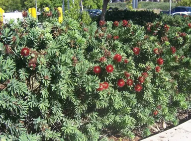 callistemon-little-john-1