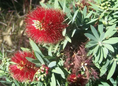 callistemon-little-john-2