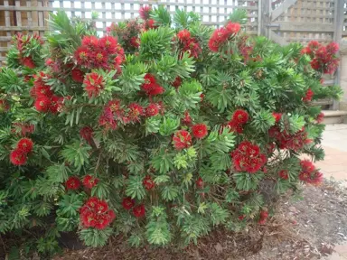 callistemon-little-john-3