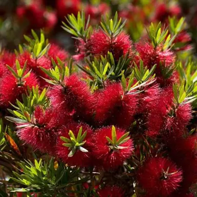 callistemon-matthew-flinders-1