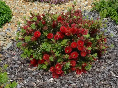 callistemon-matthew-flinders-2