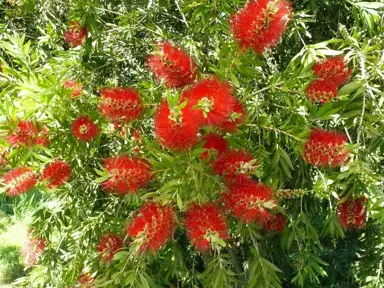 callistemon-matthew-flinders-3