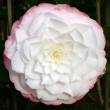 camellia-japonica-amazing-graces-