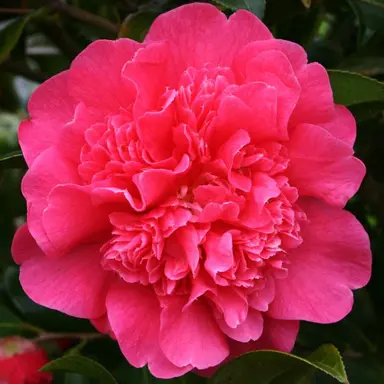 camellia-williamsii-anticipation-2