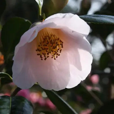 camellia-sasanqua-apple-blossom-