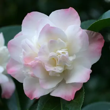 camellia-japonica-ballet-dancer-