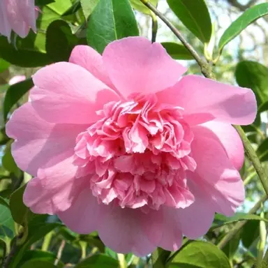 camellia-williamsii-ballet-queen-1