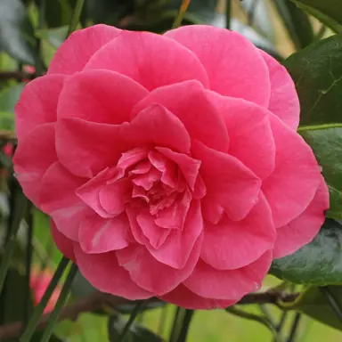 camellia-japonica-bambino-