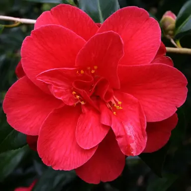 camellia-japonica-blood-of-china-