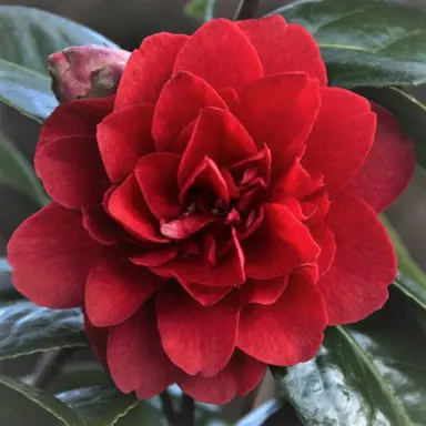 camellia-japonica-bob-hope-