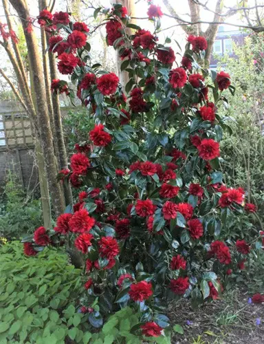 camellia-japonica-bob-hope-1