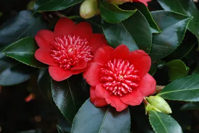 camellia-japonica-bobs-tinsie-