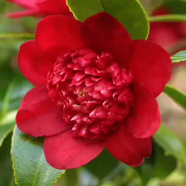 camellia-japonica-bobs-tinsie-1