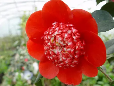 camellia-japonica-bobs-tinsie-2