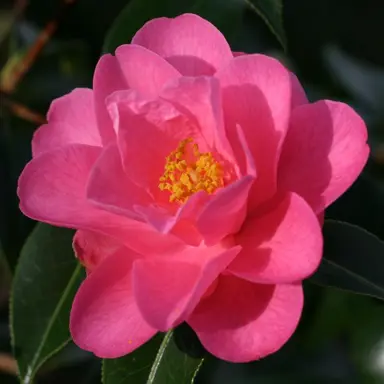 camellia-brian-