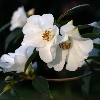 camellia-cornish-snow-