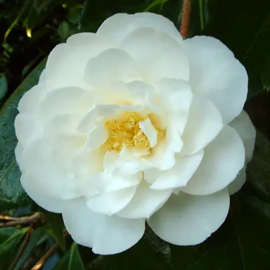 camellia-japonica-coronation-1