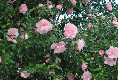 camellia-sasanqua-cotton-candy-1