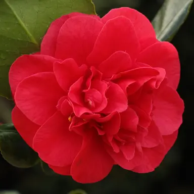 camellia-japonica-curly-lady-