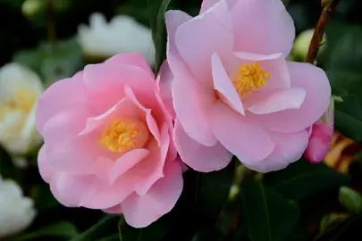 camellia-williamsii-daintiness-