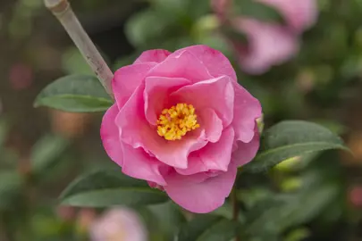 camellia-williamsii-daintiness-1