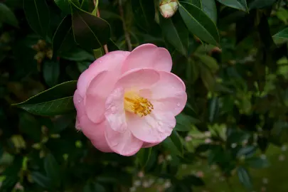 camellia-williamsii-daintiness-3