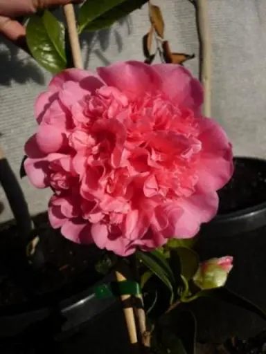 camellia-williamsii-debbie-1